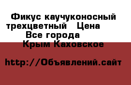 Фикус каучуконосный трехцветный › Цена ­ 500 - Все города  »    . Крым,Каховское